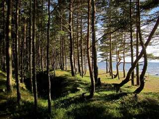 Дома для отпуска Tahkuna tree-house Tahkuna Дом с 1 спальней-56
